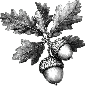 Acorns and leaves on a branch