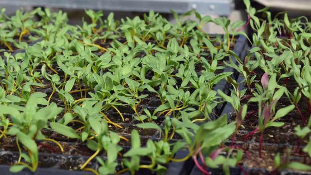 Young green plants in seed trays.