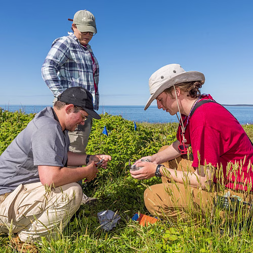 Wriley Hodge ’24, right, and other COA students conduct research on herring gull chicks at CO...