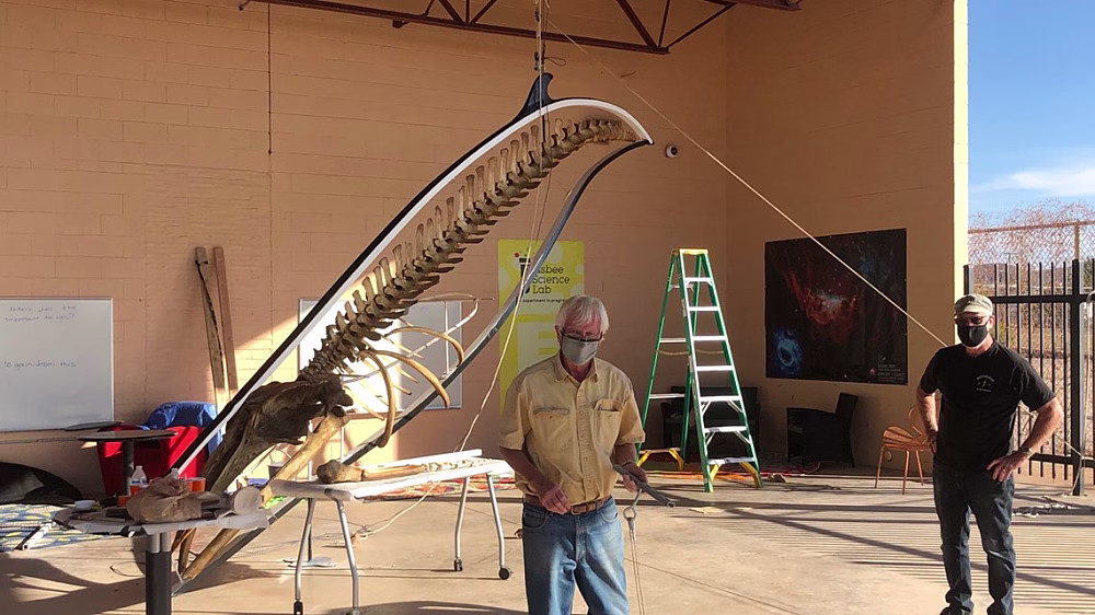 Man presenting minke whale skeleton display.