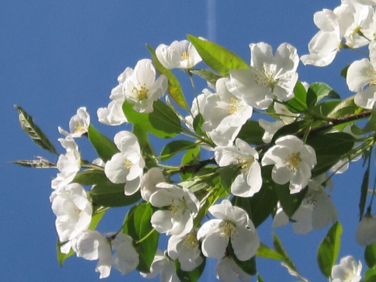 Intro to fruit tree care