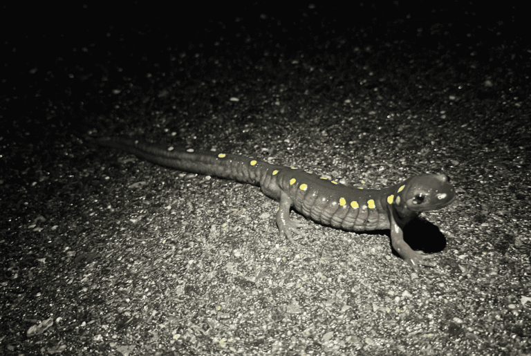 Amphibian monitoring training