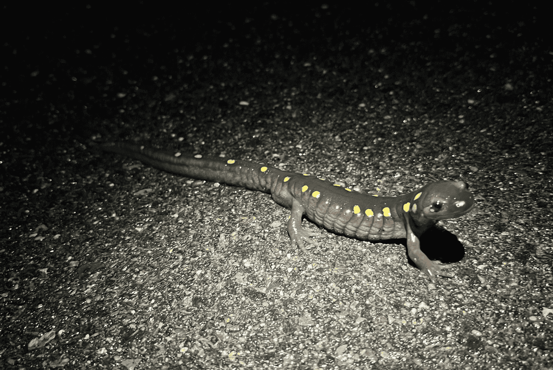 Amphibian monitoring training