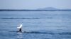 Humpback whale breaching in ocean