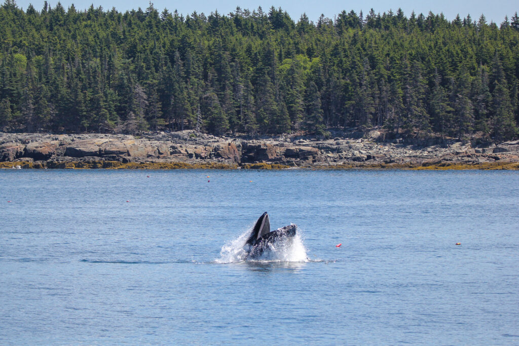 Humpback whale breaching in water.