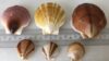 Various colorful scallop shells displayed