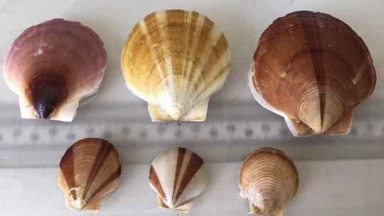 Various colorful scallop shells displayed