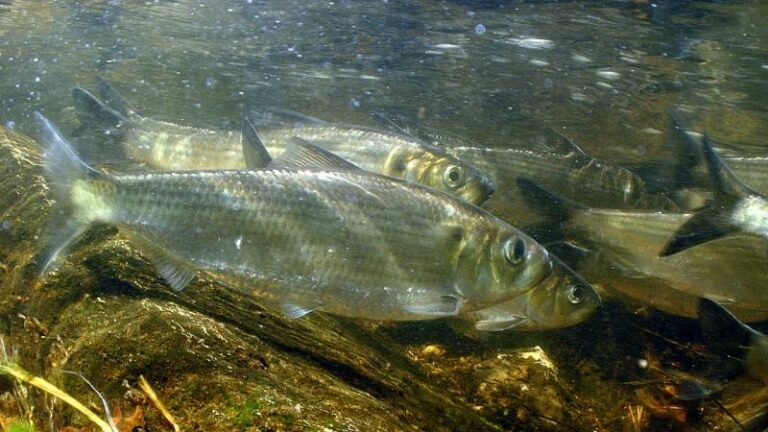School of alewives swimming underwater.