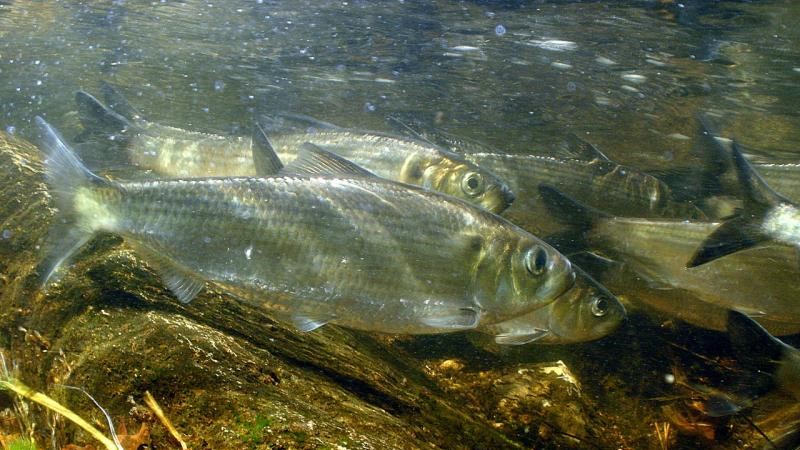 School of alewives swimming underwater.