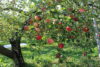 Red apples hanging from tree branches